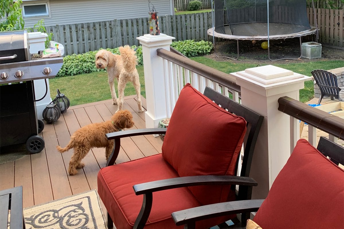 Outdoor deck with two doodle dogs in background, one smaller