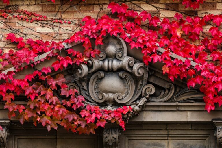 Red and fall-colored leaves of climbing ivy wrap around an ornate architectural detail on the exterior of a UW campus building