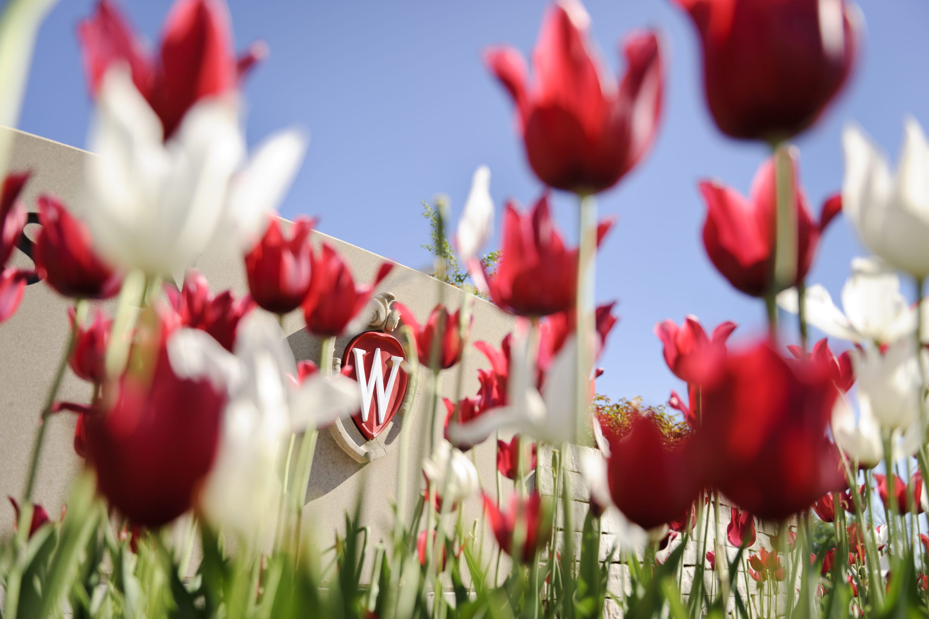 Rows of red and white tulips in front of an ornate W crest icon.