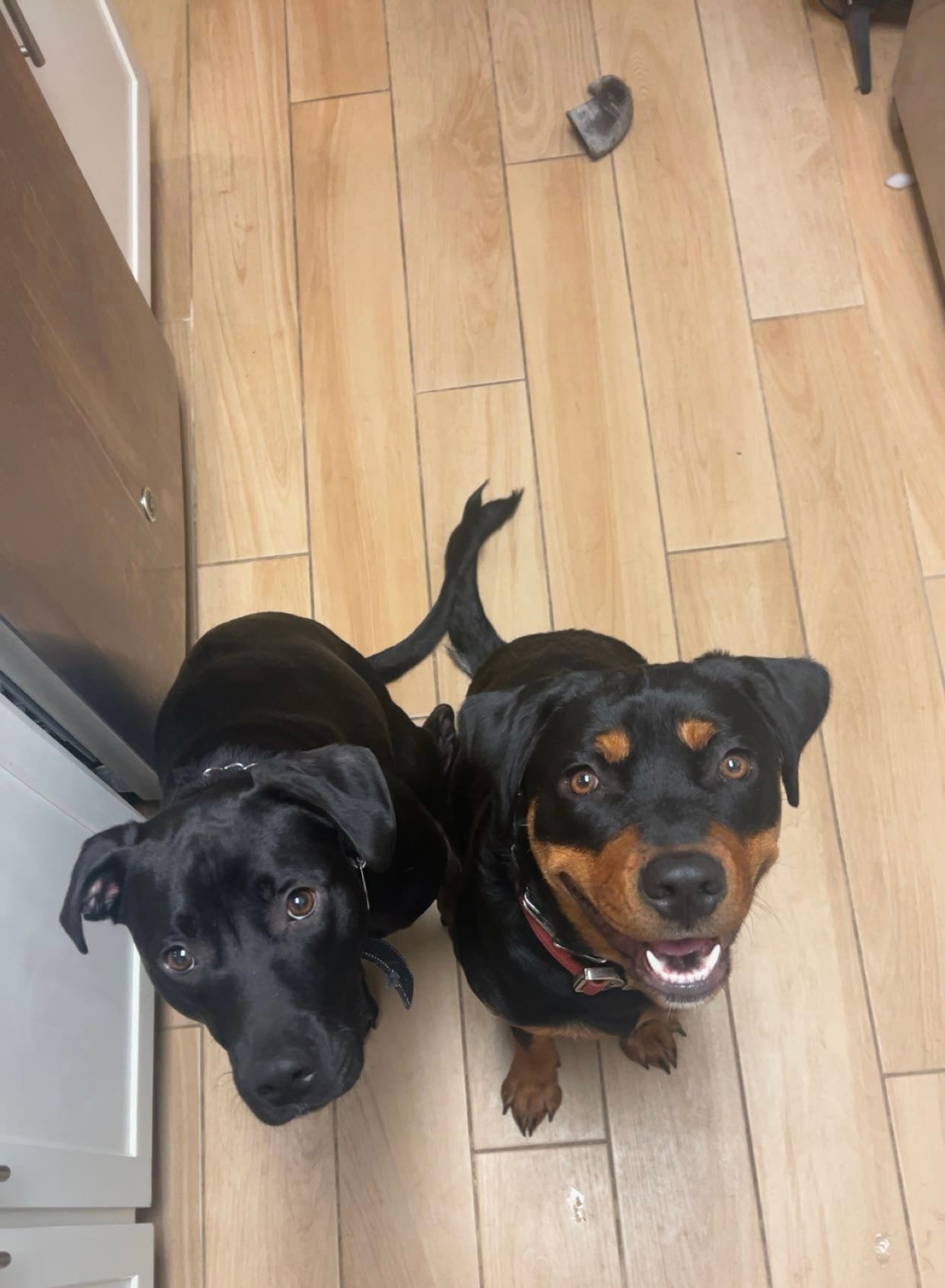 Braeden's dogs Nala and Blue looking at the camera